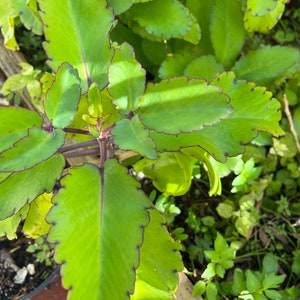 Fresh Organic Leaf of Life Miracle Plant Leaves | Kalanchoe Pinnata Bryophyllum | Propagation, Tea, Medicinal Use