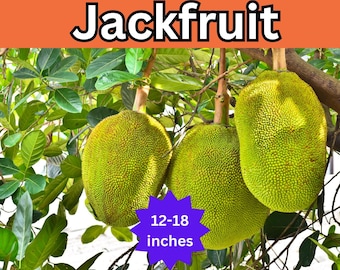 12-24&#39;&#39; Live Organic Jackfruit Seedling – Healthy Artocarpus, Exotic Plant, Largest Fruit in the World