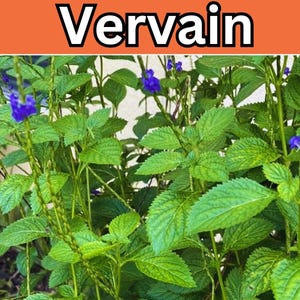 4 Live Organic Blue Vervain Seedlings: Verbena officinalis, Pollinator Friendly