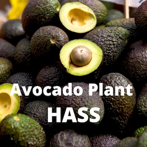 12-18&#39;&#39; Live Organic Hass Avocado Seedling – Healthy Root System, Avocado Leaf, Tea, Guacamole, Oil