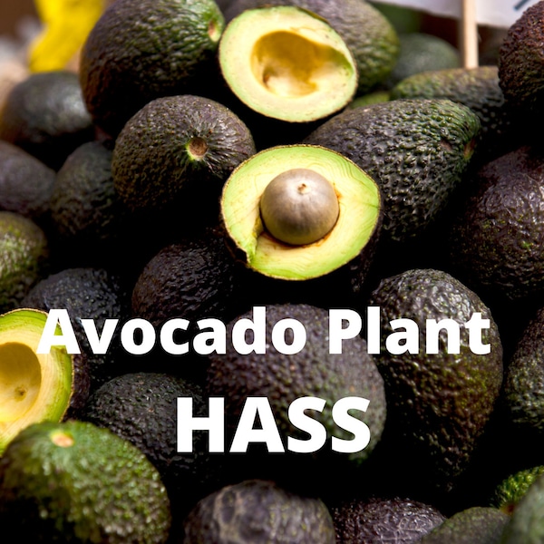 Hass Avocado Live  Seedling Plant 12-18 inch ,Healthy Root System Avocado, Avocado Leaf, Avocado Tea, Guacamole, Avocado oil