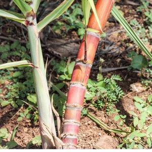 Sugarcane  Nodes For Planting,  Organic Sugar Cane Root Stock, Multi-Node Plants Purple/Green/Stripe ,  Ready For Planting Sugar Cane