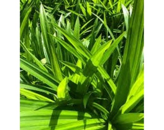 500g (17.6 Oz) Dried Pandan leaves Pandanus amaryllifolius Natural Food Dye_No color added Naturally Grown DHL Express