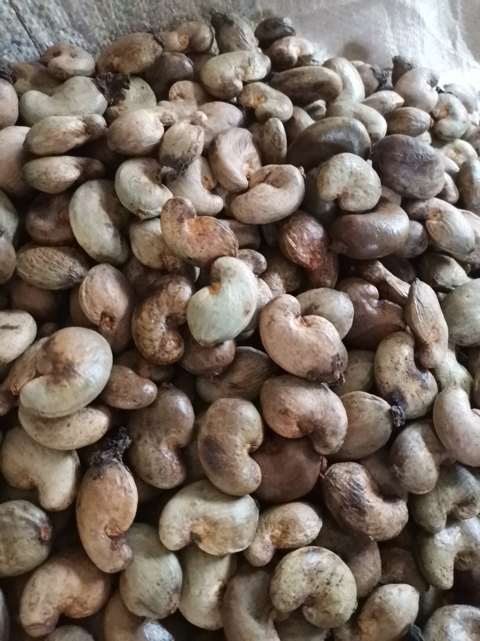 50pcs organic Cashew Seeds With Shell Germinator Cooking Etsy