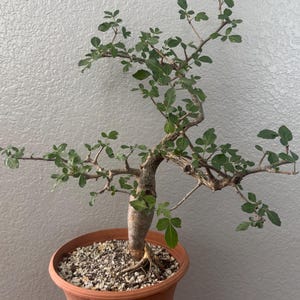 May include: A bonsai tree with a thick, textured, light brown trunk and thin, spreading branches featuring small, serrated green leaves. The tree is planted in a round, terracotta-colored plastic pot filled with a coarse, light-colored gravel soil mix.