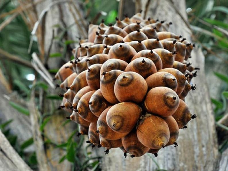 Pode incluir: Um close-up de um cacho de frutos castanhos, ovais, com pontas escuras. Os frutos est&atilde;o bem juntos, criando uma apar&ecirc;ncia densa e texturizada. O fundo apresenta folhagem verde desfocada e um tronco de &aacute;rvore.