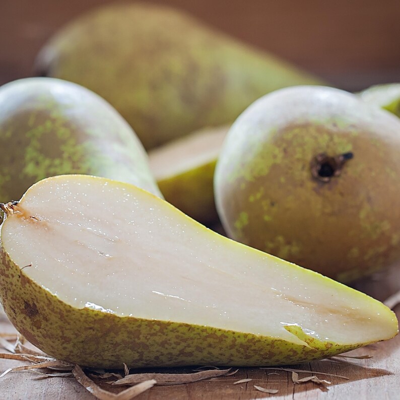 May include: Close-up of several green and brown pears, one cut in half to reveal the white flesh. The pears have a speckled appearance and are arranged on a wooden surface, suggesting a rustic or natural theme.