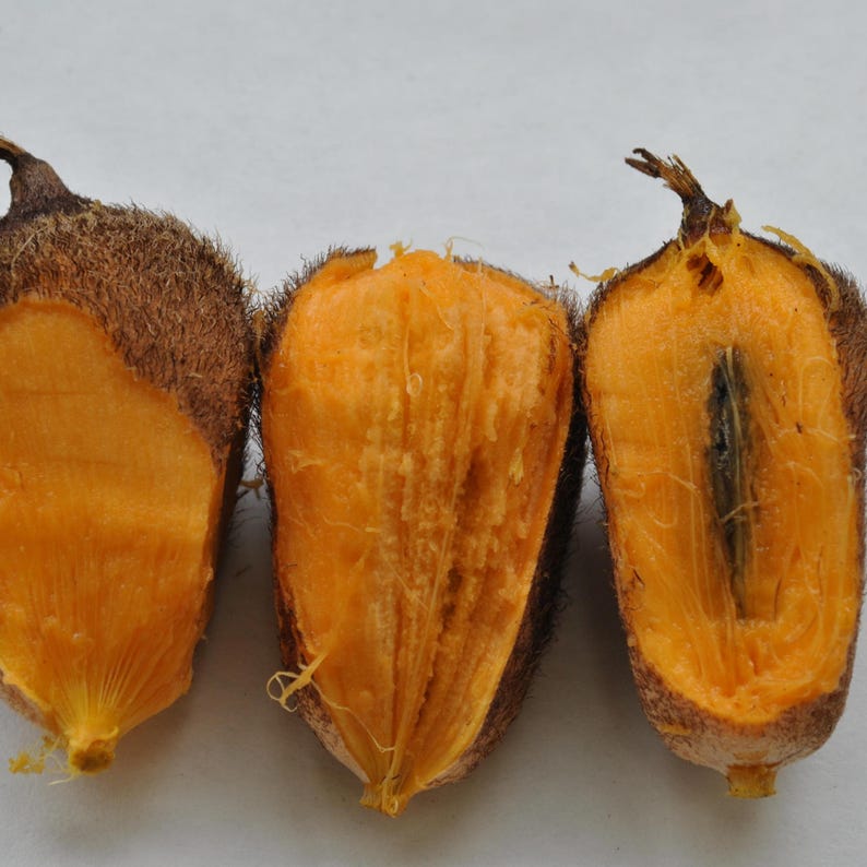 Pode incluir: Tr&ecirc;s sec&ccedil;&otilde;es de uma fruta, cada uma cortada para revelar o interior. A pele exterior &eacute; castanha e difusa, enquanto o interior &eacute; de uma cor laranja brilhante. A forma da fruta &eacute; oval, com um pequeno caule no topo.