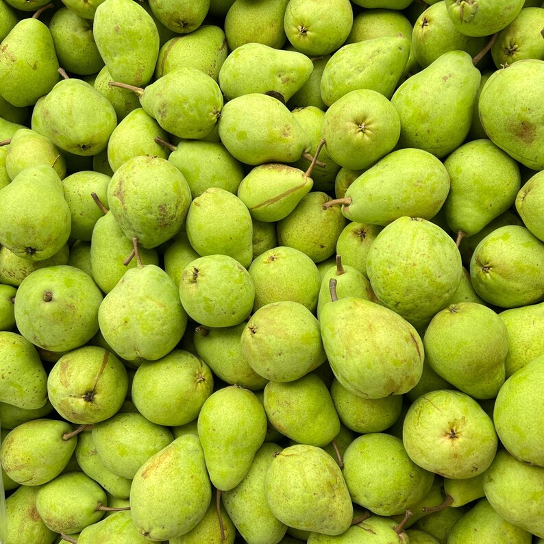 May include: A close-up shot of a pile of fresh, green pears. The pears are various sizes and shapes, with some showing slight imperfections. The image is well-lit, highlighting the natural color and texture of the fruit.