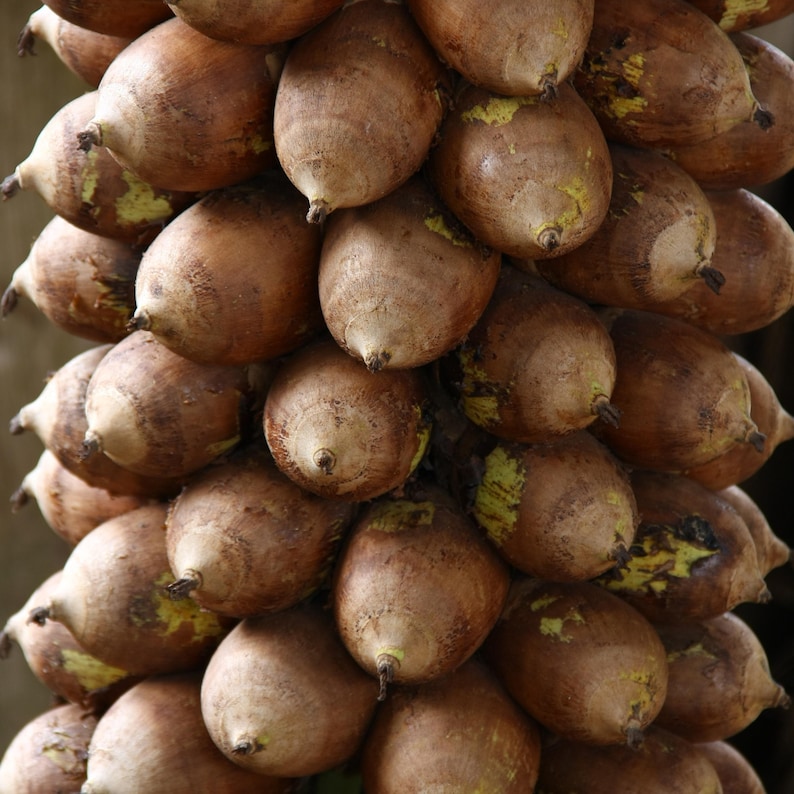 Bálsamo/grasa Indian Growth Neem & Curry con 67 ingredientes, jengibre azul, cola de caballo y shatavari. Fortalece, hidrata y ayuda a combatir la sequedad y la descamación del cuero cabelludo. imagen 16