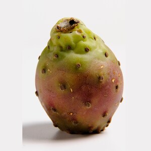 May include: A single prickly pear fruit, with a green top and a reddish-purple base. The fruit is covered in small, dark brown bumps. The background is plain white.