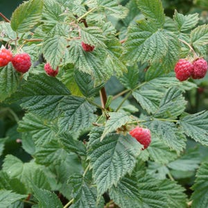Puede incluir: Primer plano de una planta de frambuesa con hojas verdes y varias frambuesas rojas maduras. Las bayas est&aacute;n agrupadas y las hojas tienen una apariencia texturizada. La imagen est&aacute; bien iluminada, mostrando los detalles de la planta.