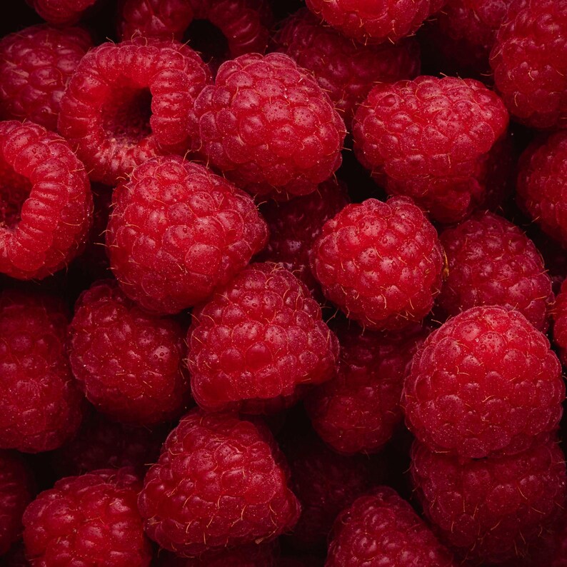 Puede incluir: Primer plano de un mont&oacute;n de frambuesas frescas y maduras. Las bayas son de un color rojo vibrante, con una superficie texturizada y un aspecto ligeramente borroso. La imagen est&aacute; encuadrada de cerca, llenando el marco con la fruta.