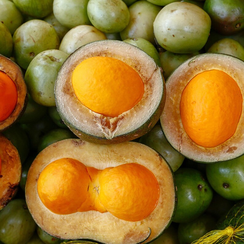 Pode incluir: Close-up de v&aacute;rias frutas cortadas ao meio com interiores laranja vibrantes e exteriores verdes. As frutas s&atilde;o cercadas por outras frutas verdes inteiras. As frutas cortadas revelam uma estrutura semelhante a uma semente.