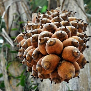 May include: Close-up of a cluster of brown, oval-shaped fruits with dark brown tops. The fruits are tightly packed together, creating a dense, textured appearance. The background includes tree bark and green foliage.