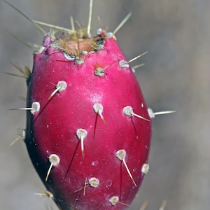 May include: Close-up of a vibrant red prickly pear cactus fruit. The fruit is oval-shaped with numerous white, spiky thorns protruding from its surface. The background is a soft, blurred neutral tone.