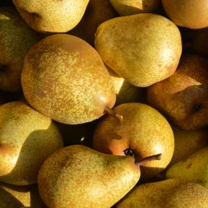 May include: Close-up of several ripe pears. The pears have a yellow-green base color with brown speckles and a reddish-brown blush. The pears are in various shapes and sizes, with some having stems.