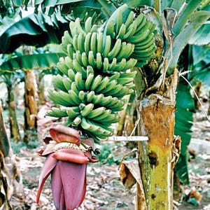 ARGAN BANANA OJON Hair Mask with Chickpea & Keratin Strengthen + Repair Conditioner image 16