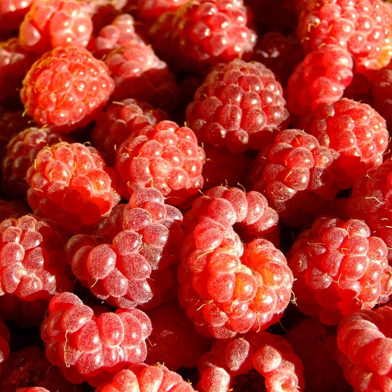 Puede incluir: Primer plano de un mont&oacute;n de frambuesas rojas maduras. Las bayas est&aacute;n densamente empaquetadas, mostrando sus superficies texturizadas y su color vibrante. La imagen resalta la belleza natural y la frescura de la fruta.