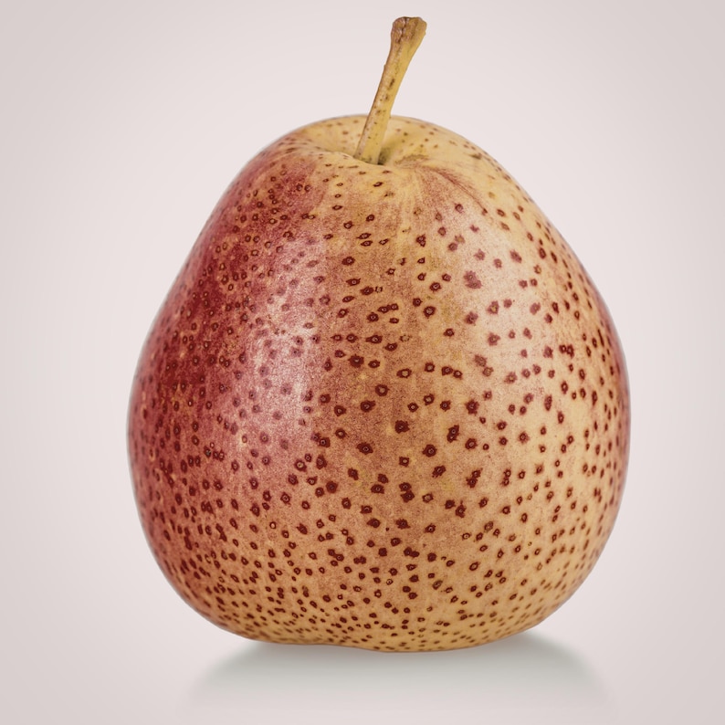 May include: A ripe pear with a speckled, reddish-brown skin and a yellow stem. The pear has a rounded base and tapers towards the stem. The skin is covered in small, dark brown spots, and the overall color is a mix of yellow and red.