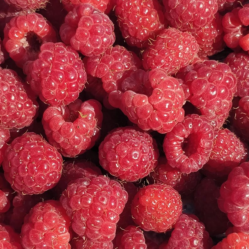 Puede incluir: Primer plano de un mont&oacute;n de frambuesas frescas y maduras. Las bayas son de un color rojo vibrante, con una superficie ligeramente texturizada. La imagen est&aacute; bien iluminada, destacando los detalles de cada frambuesa. El tema general son productos frescos.