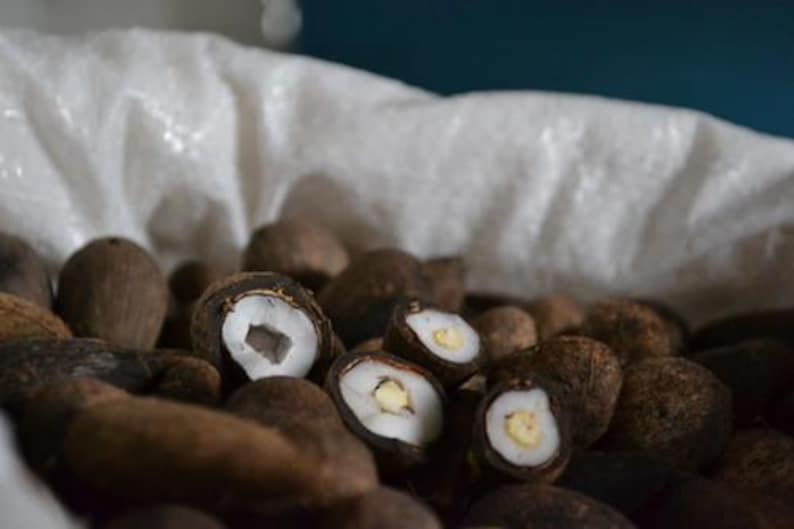 Pode incluir: Um close-up de nozes marrons, algumas cortadas para revelar um interior branco e um pequeno n&uacute;cleo amarelo. As nozes est&atilde;o em frente a um saco branco amassado. A imagem foca na textura e cor das nozes.