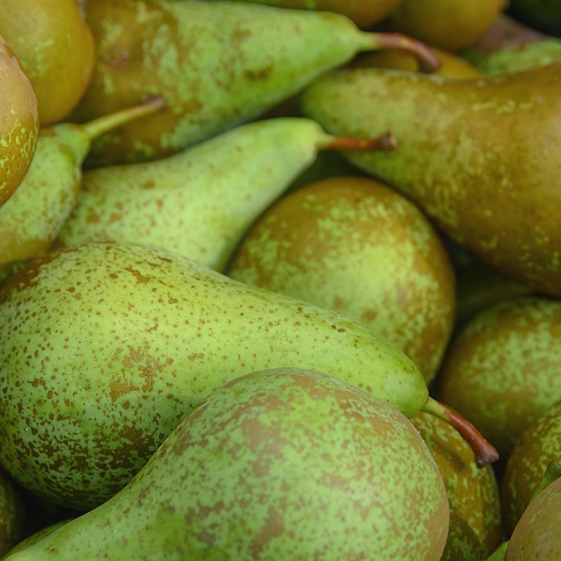 May include: Close-up of a pile of fresh pears. The pears have a green and brown mottled skin with a reddish-brown stem. The pears are of varying shapes and sizes, with some being elongated and others round.