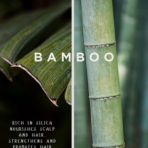 May include: A split image featuring bamboo. The left side shows a close-up of a green leaf with the text "BAMBOO". The right side displays a green bamboo stalk. Text below reads: "RICH IN SILICA NOURISHES SCALP AND HAIR. STRENGTHENS AND PROMOTES HAIR GROWTH."