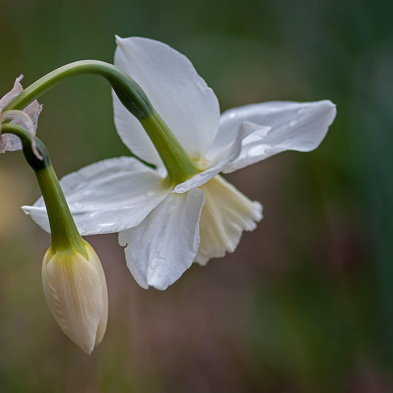 amazonian lily growth oil balm