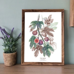 FIG TREE - fig tree branch, decorative poster, botanical illustration in Indian ink and watercolor, art print, gift idea