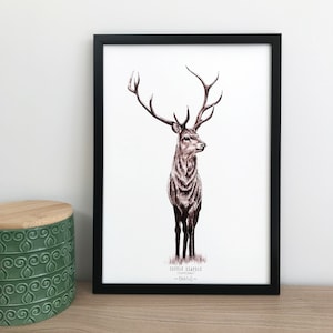 HIRSCH - dekoratives Poster, Geschenkidee, Waldtiere, Tuscheillustration, Kunstdruck, Naturplakat