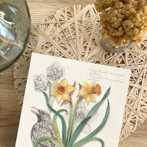 NARCISO - ilustración botánica en acuarela, póster decorativo, impresión artística, idea de regalo, ilustración de herbario
