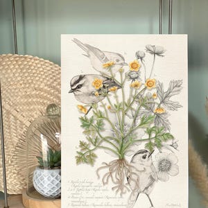 BUTTERCUP - botanische Aquarellillustration, dekoratives Poster, Kunstdruck, Geschenkidee, Herbariumillustration