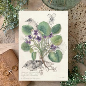 VIOLETTE - illustration botanique à l’aquarelle, affiche décorative, impression d’art, idée cadeau, illustration herbier
