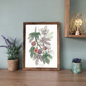 FIG TREE - Feigenbaumzweig, dekoratives Poster, botanische Illustration in Tusche und Aquarell, Kunstdruck, Geschenkidee