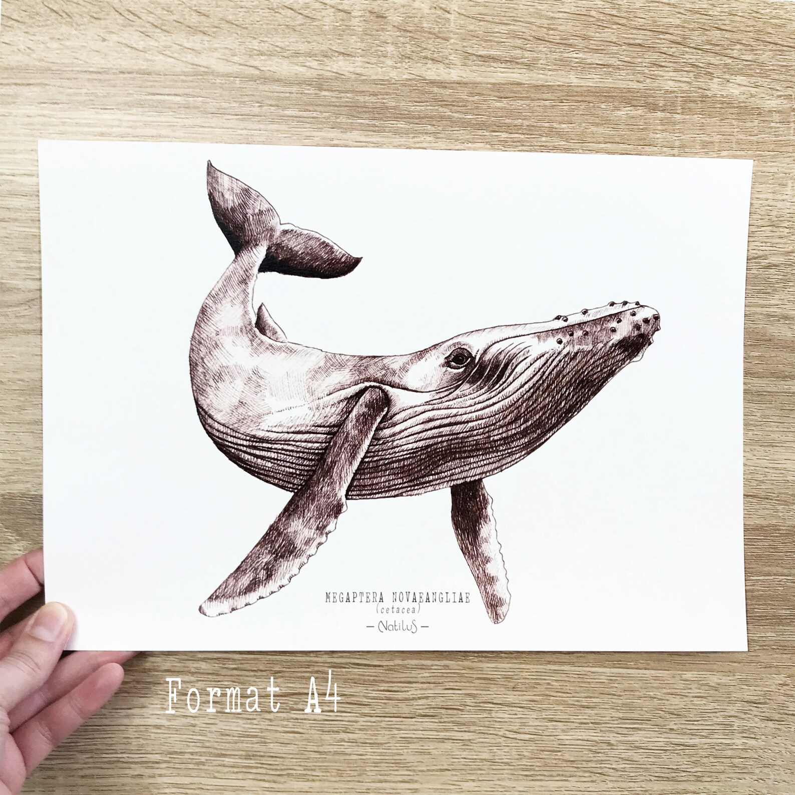 BALEINE - affiche décorative, mammifère marin, illustration à l'encre ...