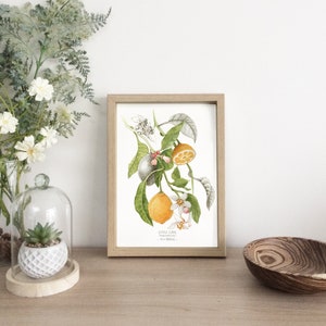 LIMÓN - cartel decorativo, ilustración en acuarela, plato botánico, impresión de arte, idea de regalo, ilustración de herbario