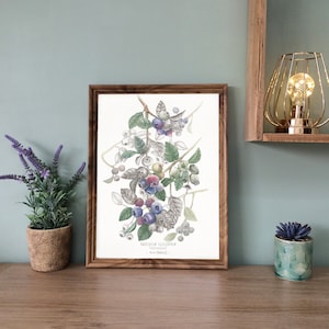 BLAUBEERE - dekoratives Poster, Illustration mit Tusche und Aquarell, botanische Zeichnung, Kunstdruck, Geschenkidee