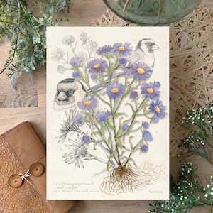 ASTER - botanische Aquarellillustration, dekoratives Poster, Kunstdruck, Geschenkidee, Herbariumillustration