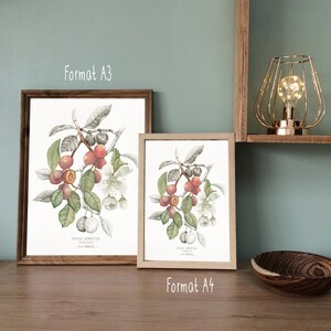 SUINO - illustrazione botanica ad acquerello, poster decorativo, stampa d'arte, idea regalo, illustrazione di erbario