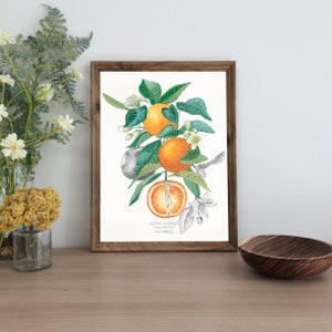 ORANGE - botanische Aquarell-Illustration, dekoratives Poster, Kunstdruck, Geschenkidee, Herbarium-Illustration