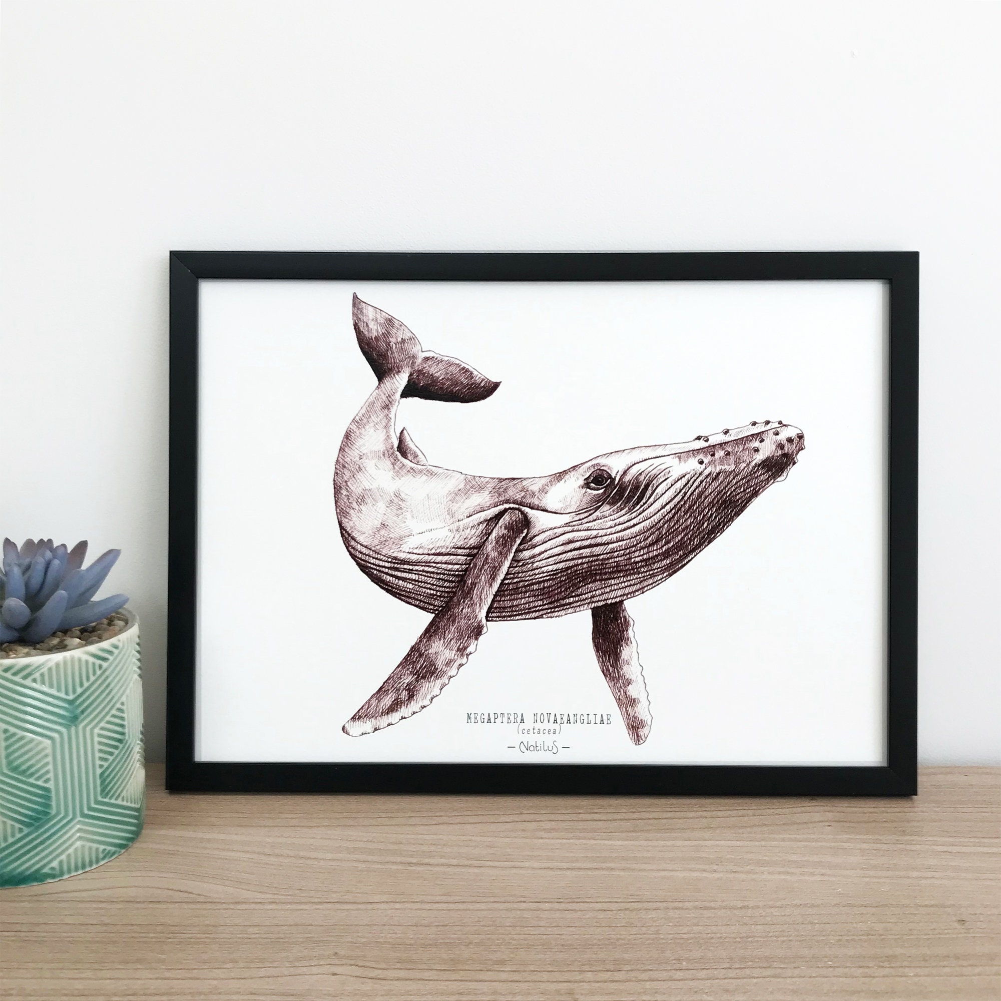 BALEINE - affiche décorative, mammifère marin, illustration à l'encre ...