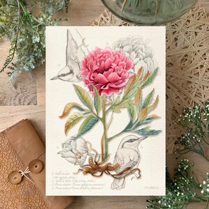 PEONÍA - Ilustración botánica en acuarela, póster decorativo, impresión artística, idea de regalo, ilustración de herbario