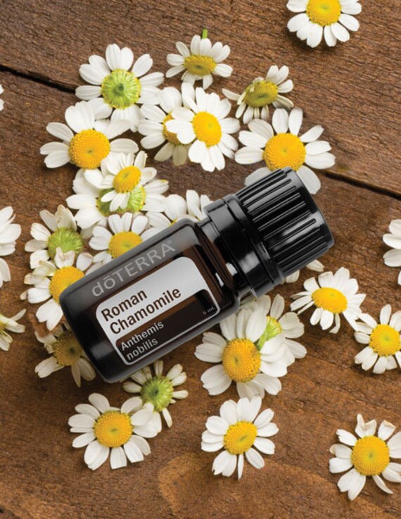 Roman Chamomile Oil Calming Blend Etsy
