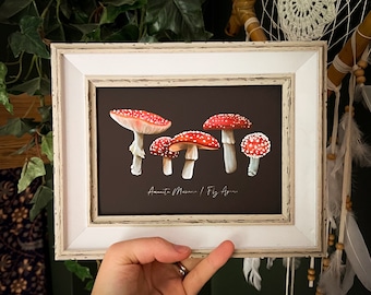 May include: A framed print of a botanical illustration of four red and white Amanita Muscaria mushrooms, also known as Fly Agaric, on a black background. The print has the text "Amanita Muscaria / Fly Agaric" at the bottom.
