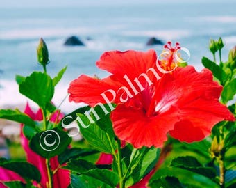 Coastal Hibiscus Flower Art Print (Digital Download)