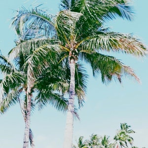 Palm Tree Printable Wall Art, Print, Coastal Printable, Tropical Print, Printable Wall Art, Palm Tree Print Download, Beach Prints Wall Art