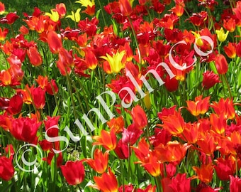Red Tulips Flower Print, Vibrant Floral Wall Art (Digital Download)