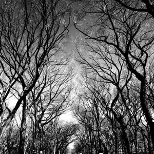 NYC Park Printable Wall Art, NYC Park Printable, Park Print, Printable Wall Art, Art Print Download, NYC Prints Wall Art
