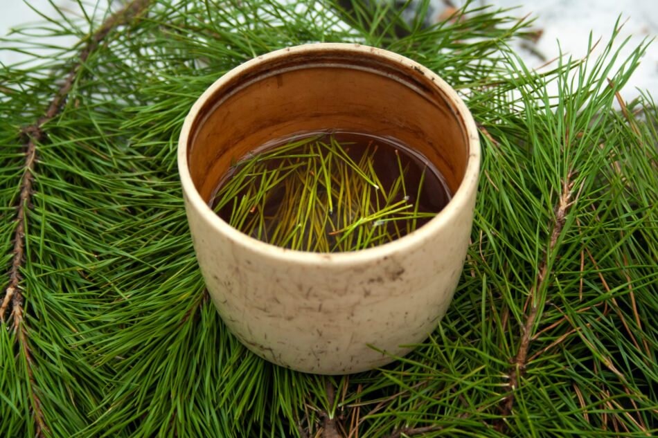 Organic Western White Pine Needle Tea Herb Herbal Fresh Etsy